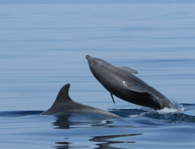 Delfiner!, Feriehus, ferieboliger og hotell i Kroatia - Charming Croatia
